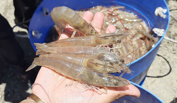 ভেনামি চিংড়ির পোনা আমদানি স্থগিত