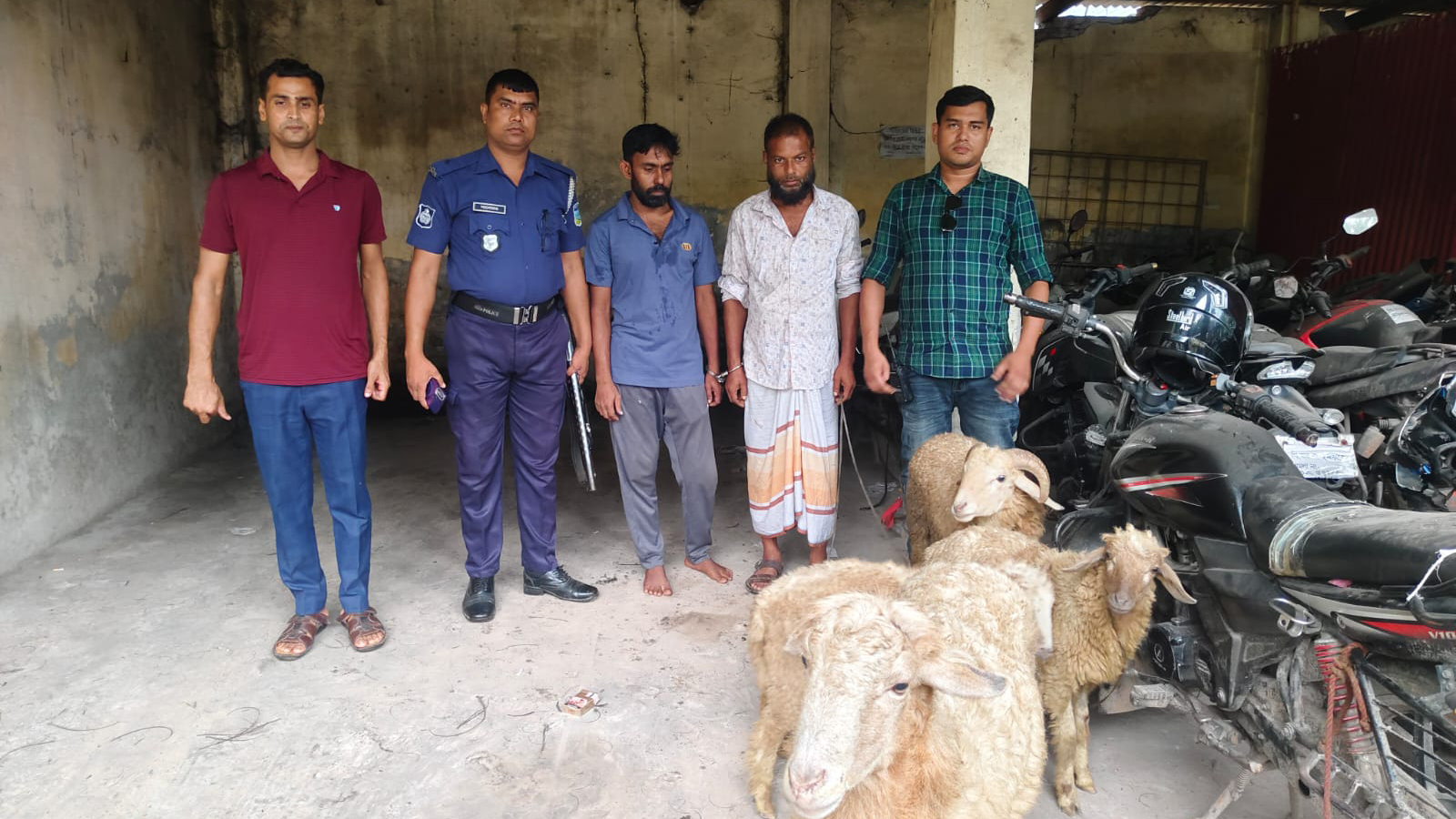 বাকৃবির চুরি হওয়া ১৩টি ভেড়ার মধ্যে ৪টি উদ্ধার, গ্রেপ্তার ২