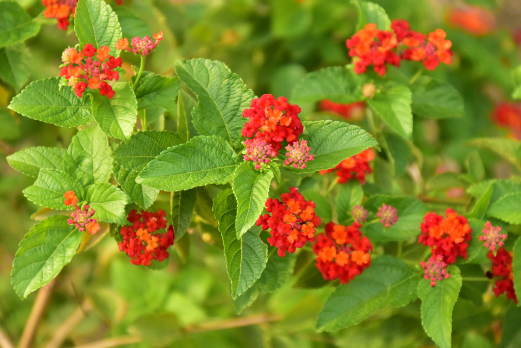 ল্যান্টানা কামারা উদ্ভিদ, যা সাধারণত ল্যান্টানা বা ঝোপযুক্ত ভারবেনা নামে পরিচিত। এটি ভারবেনেসি পরিবারভুক্ত একটি ফুলগাছ। ছবিটি রাজশাহী নগরির সিঅ্যান্ডবি মোড় এলাকা থেকে তোলা। ছবি: মিলন শেখ।