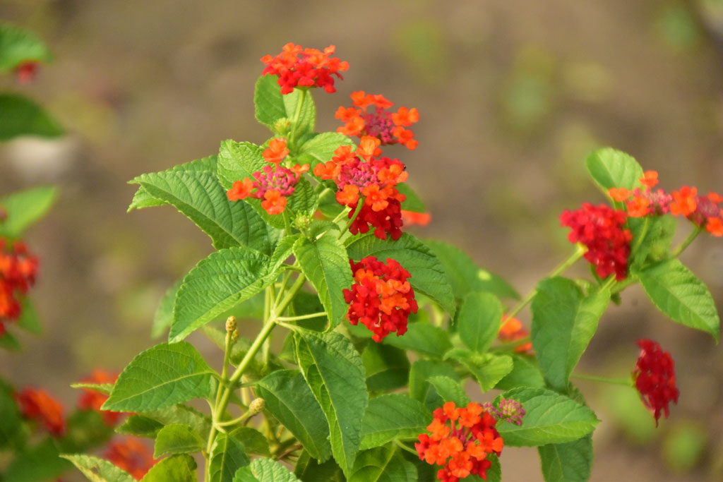 দিনের ছবি (১৯ জুন, ২০২৫)