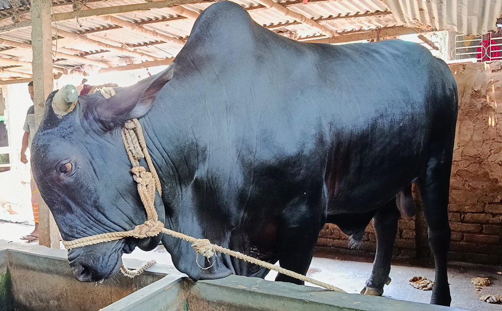৪০ মণের বাহারাম বাদশা খায় কলা-আপেল