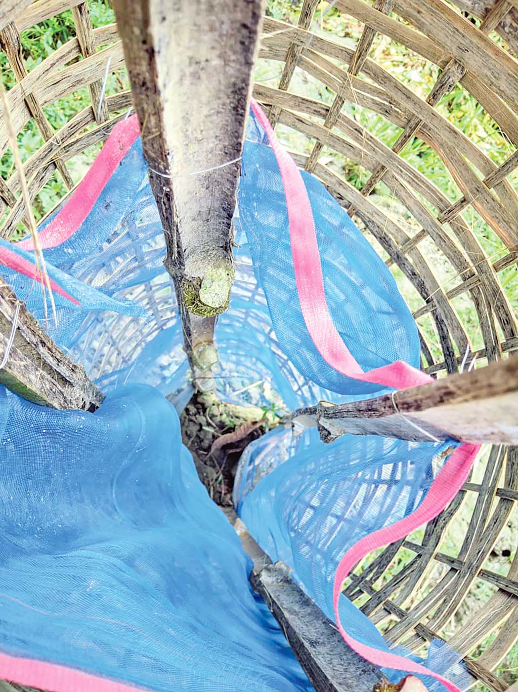 ৯ টাকার চারা রোপণে খরচ ৫০০ টাকা