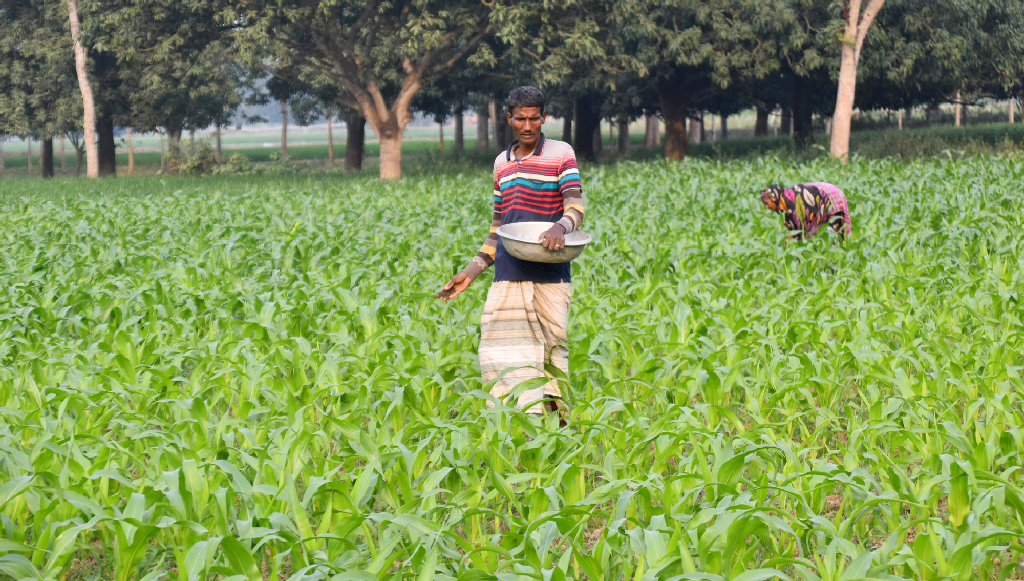 ভালো ফলন পেতে হলে ফসলের ঠিকঠাক পরিচর্যা করতে হয়। তেমনি মাটির উর্বরা শক্তি বাড়াতে প্রয়োজন হয় সারের। পবা উপজেলার দামকুড়া ইউনিয়নের শিতলাই এলাকায় ভুট্টাখেতে সার দিচ্ছেন এক কৃষক: মিলন শেখ