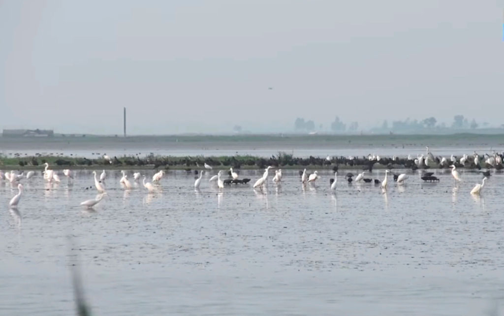 বাইক্কা বিলে মানুষের ভিড়ে আর শোনা যায় না হাজারো পাখির কিচিরমিচির