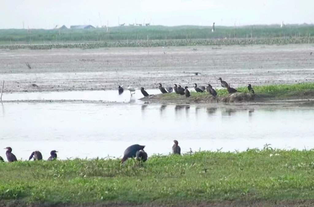 বাইক্কা বিল। ছবি: আজকের পত্রিকা