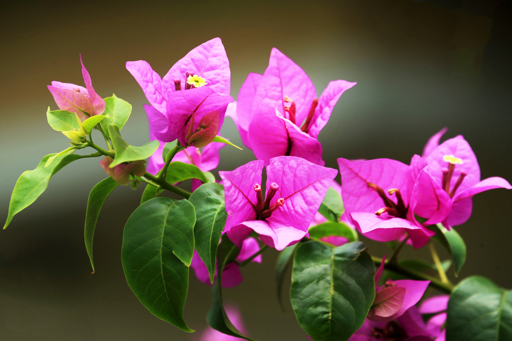 বারান্দার বিলাসিতা বাগানবিলাসের যত্ন যেমন হওয়া চাই