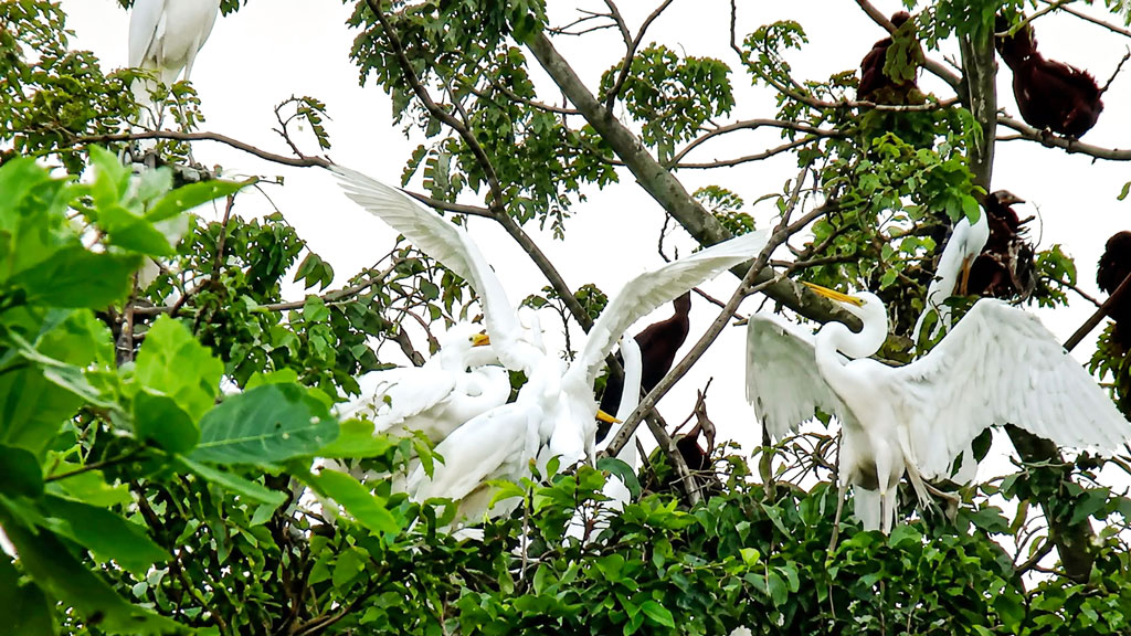 বক-সারস-পানকৌড়ির মিতালি
