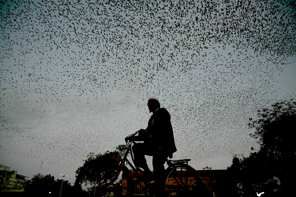 গোধূলি বেলায় দলবেঁধে নীড়ে ফিরছে পাখিরা। এ সময় সাইকেল চালিয়ে গন্তব্যের পথে এক ব্যক্তি। ভারতের আহমেদাবাদ থেকে তোলা। ছবি: শাম্মি মেহরা, এএফপি।