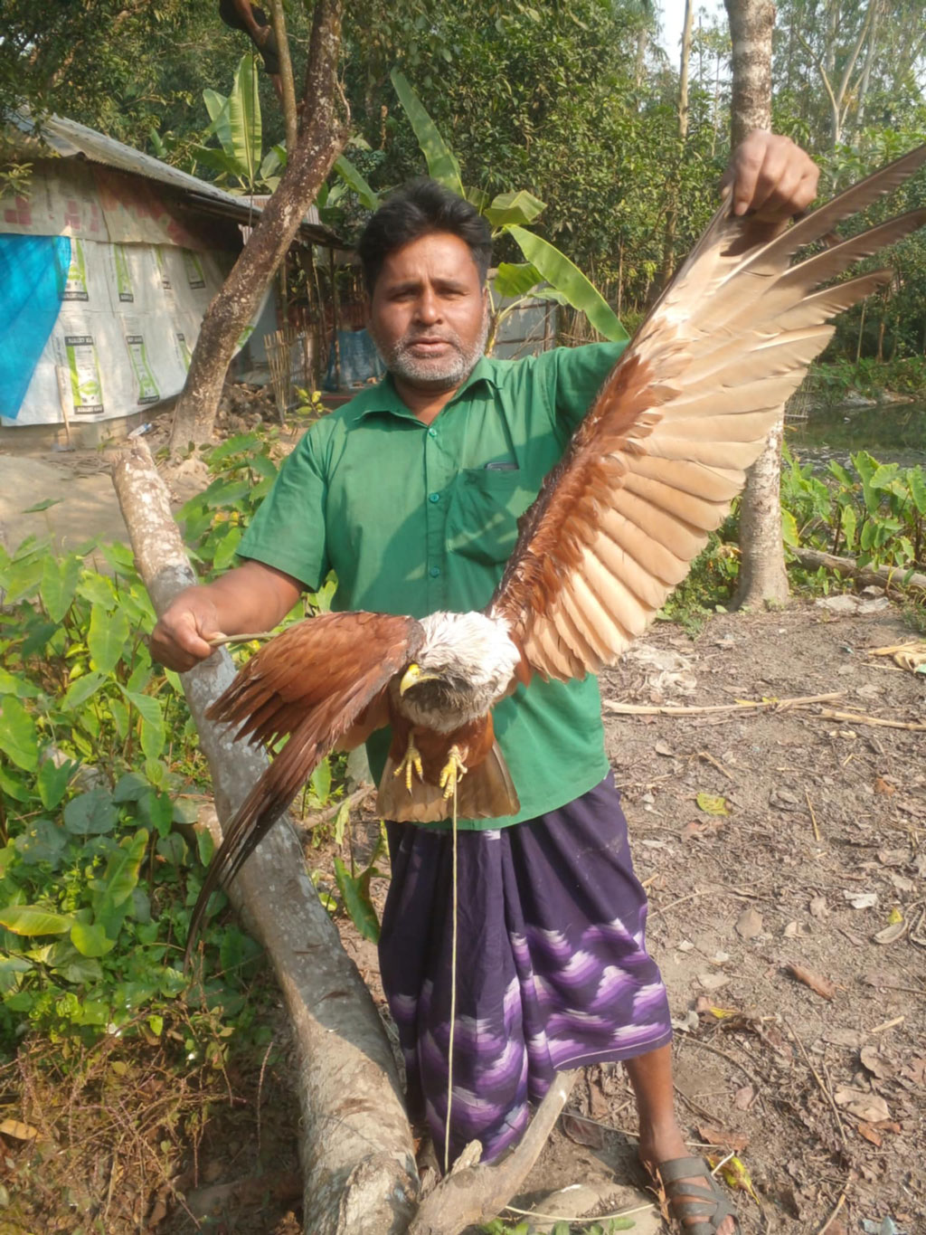 খানসামায় আহত বাজপাখি উদ্ধার করে অবমুক্ত