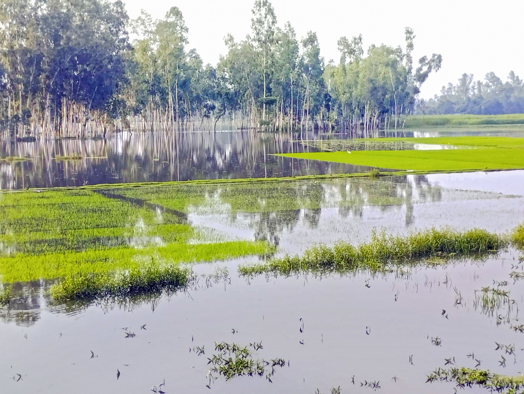 গাইবান্ধা: টানা বৃষ্টিতে আমনের বীজতলা পানির নিচে
