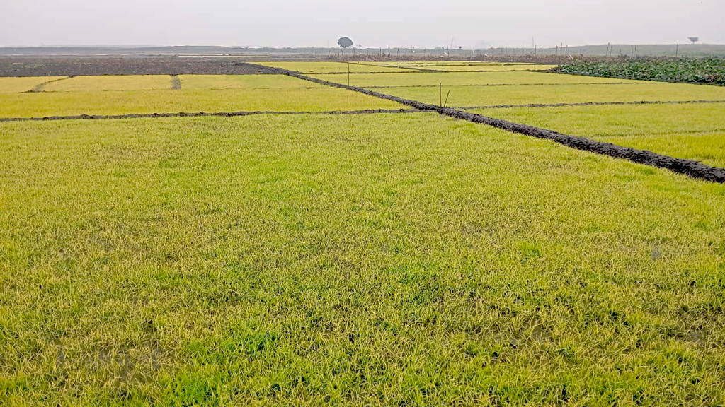 তীব্র শীত ও ঘন কুয়াশায় নষ্ট হচ্ছে হালতি বিলের বোরো বীজতলা, চিন্তিত কৃষক