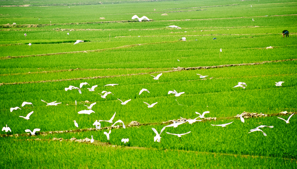 দিনের ছবি (১৩ ফেব্রুয়ারি ২০২৬)