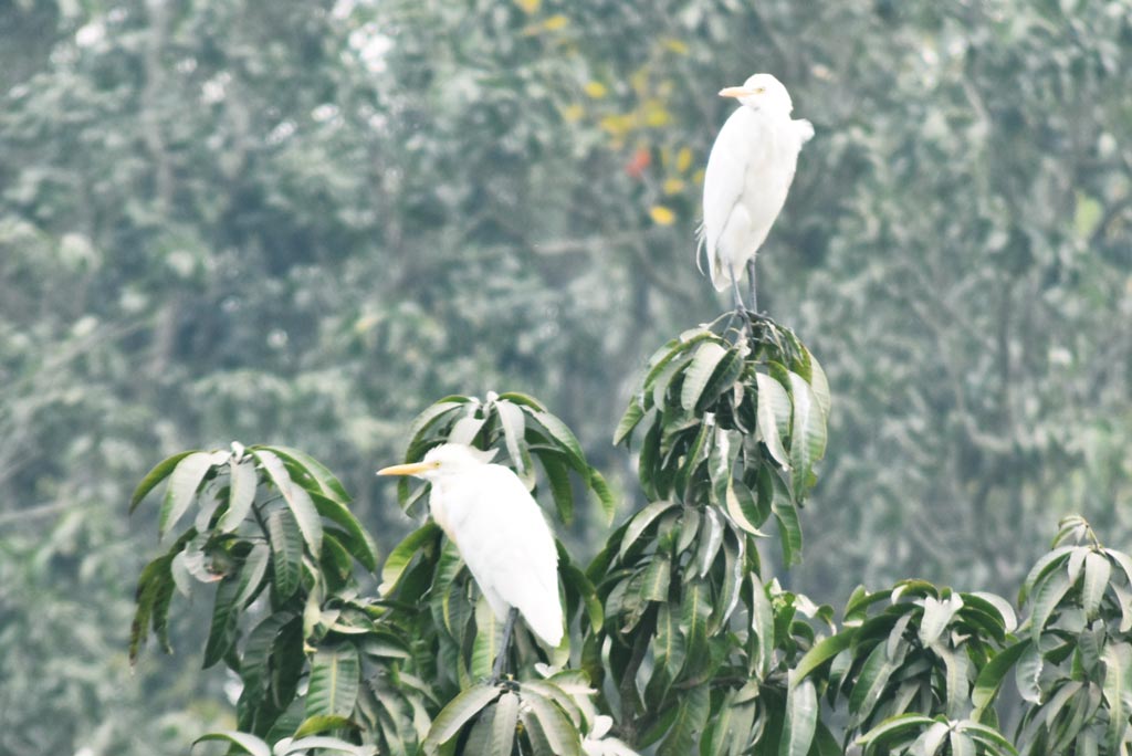 জলাশয়ের পরিমাণ কমতে থাকায় বকের দেখা মেলা ভার। বসন্তের সকালে রাজশাহী বিশ্ববিদ্যালয়ের কবরস্থান মাঠে আম গাছের মগডালে দুটি সাদা বক বসে থাকতে দেখা গেল। রাজশাহী, ২০ ফেব্রুয়ারি, ২০২৫। ছবি: মিলন শেখ।