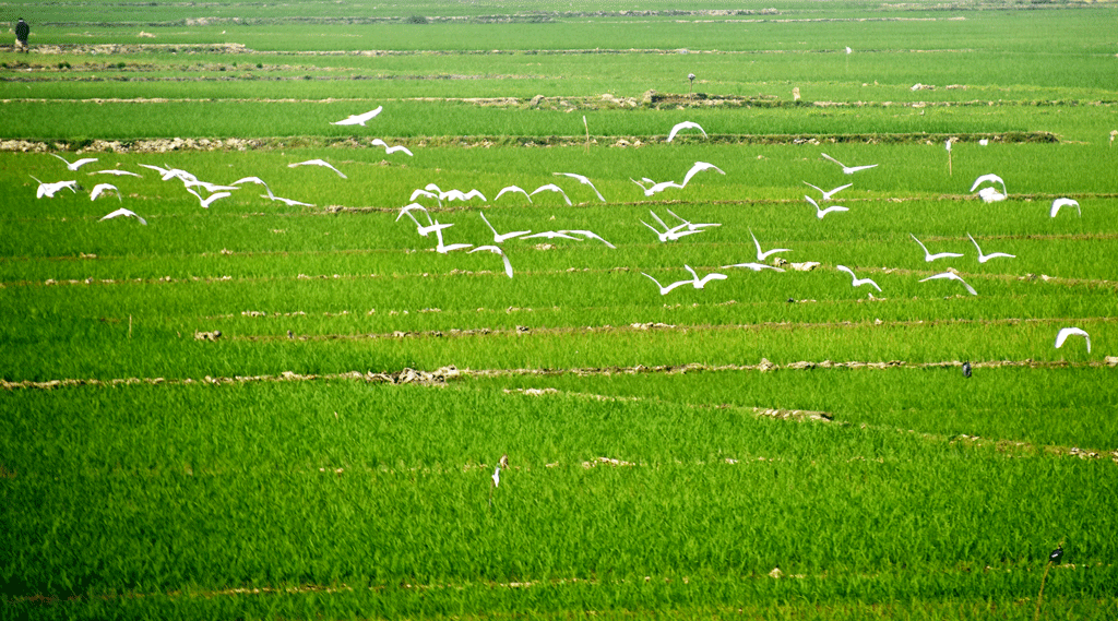 সবুজ ধানখেতে খাবারের সন্ধানে উড়ছে একঝাঁক বক। তানোর উপজেলার বিলকুমারী বিল থেকে তোলা। ছবি: মিলন শেখ