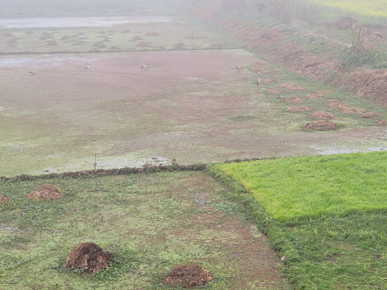 শীতের কুয়াশামাখা পৌষের সকাল। মরা নদে কৃষিজমিতে খাবারের খোঁজে ব্যস্ত কয়েকটি বক। নরসিংদীর মুছাপুরের পূর্ব হরিপুর গ্রামের মরা নদ থেকে তোলা। ছবি: হারুনূর রশিদ