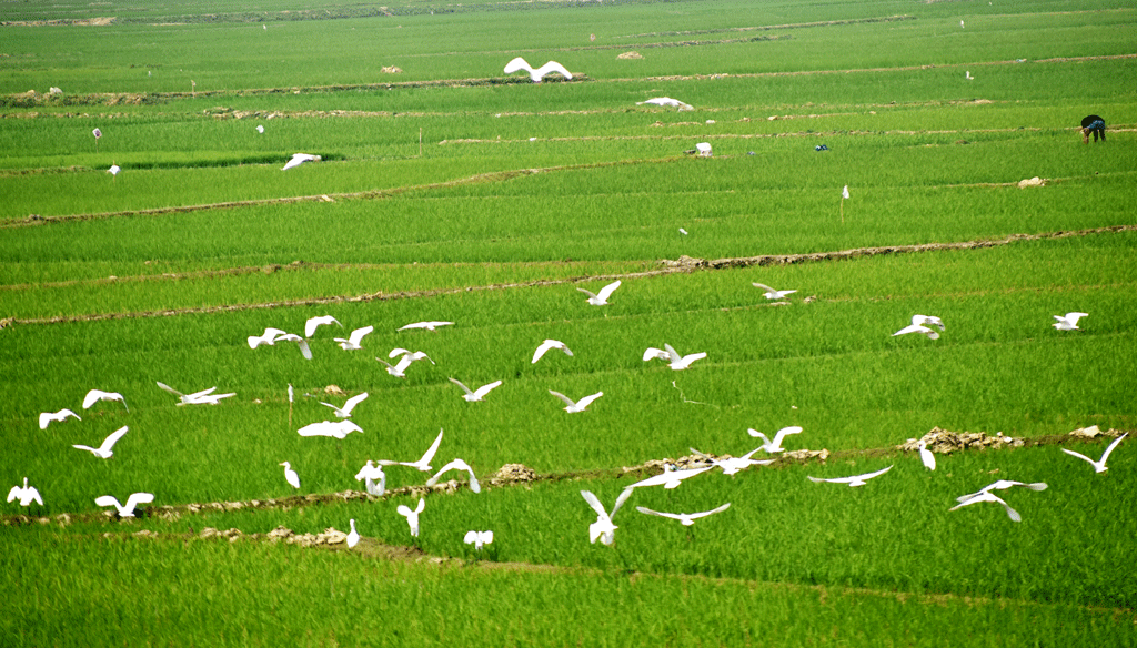 সবুজ ধানখেতে খাবারের সন্ধানে উড়ছে একঝাঁক বক। তানোর উপজেলার বিলকুমারী বিল থেকে তোলা। ছবি: মিলন শেখ
