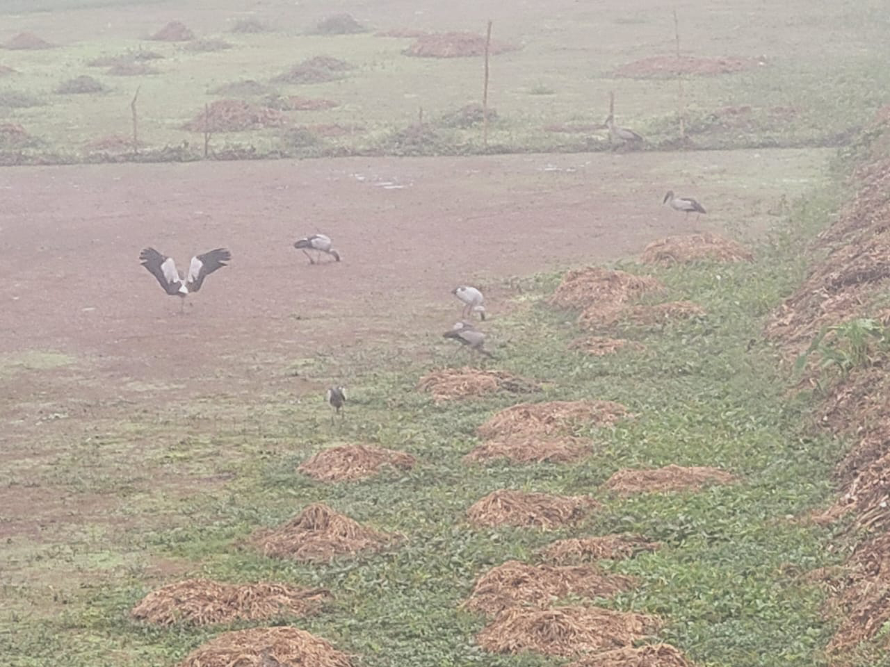 শীতের কুয়াশামাখা পৌষের সকাল। মরা নদে কৃষিজমিতে খাবারের খোঁজে ব্যস্ত কয়েকটি বক। নরসিংদীর মুছাপুরের পূর্ব হরিপুর গ্রামের মরা নদ থেকে তোলা। ছবি: হারুনূর রশিদ