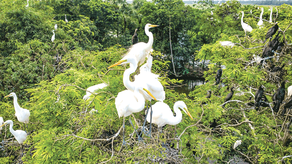 গ্রামটি পাখির অভয়াশ্রম