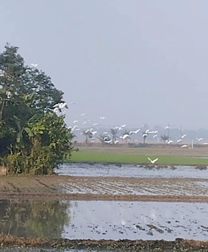 দলবেঁধে খাবারের সন্ধানে সারি সারি বক। তালা উপজেলার দক্ষিণ বিল, সাতক্ষীরা, ২২ জানুয়ারি ২০২৫। ছবি: মুজিবুর রহমান