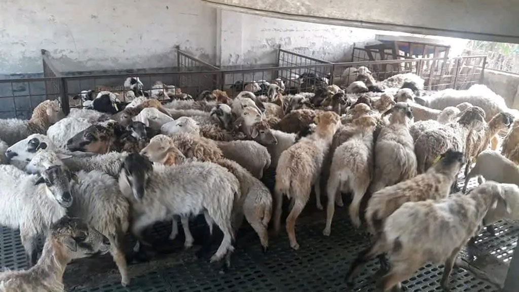 এবার বাকৃবির গবেষণা খামারের ১৪টি ভেড়া উধাও