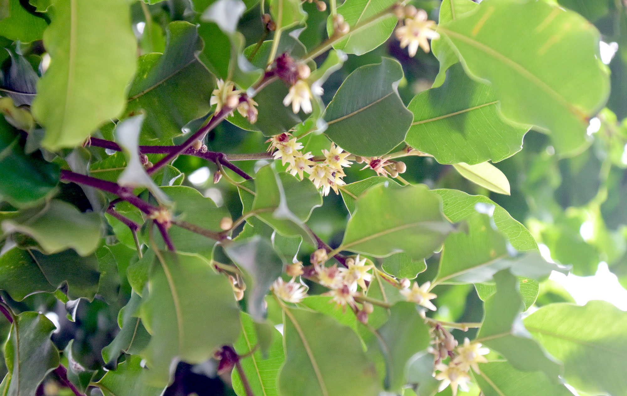 চাঁপাইনবাবগঞ্জের বুলনপুর পুলিশ লাইন এলাকায় সড়কের ধারে ফুটে রয়েছে বকুল ফুল (বৈজ্ঞানিক নাম: Mimusops elengi)। সৌরভ ছড়ানো এই ফুলগাছ দক্ষিণ ও দক্ষিণ-পূর্ব এশিয়ার দেশগুলো যেমন—ভারত, বাংলাদেশ, শ্রীলঙ্কা, থাইল্যান্ডসহ প্রশান্ত মহাসাগরের তীরবর্তী অঞ্চলের বিভিন্ন দেশে দেখতে পাওয়া যায়। সুগন্ধি এই ছোট্ট সাদা ফুল শুধু সৌন্দর্যেই নয়, ঐতিহ্য ও ঔষধি গুণেও সমৃদ্ধ। নগরীর প্রান্তে ফুটে থাকা এই বকুল যেন প্রকৃতির এক নিঃশব্দ বার্তা। ছবি: মিলন শেখ