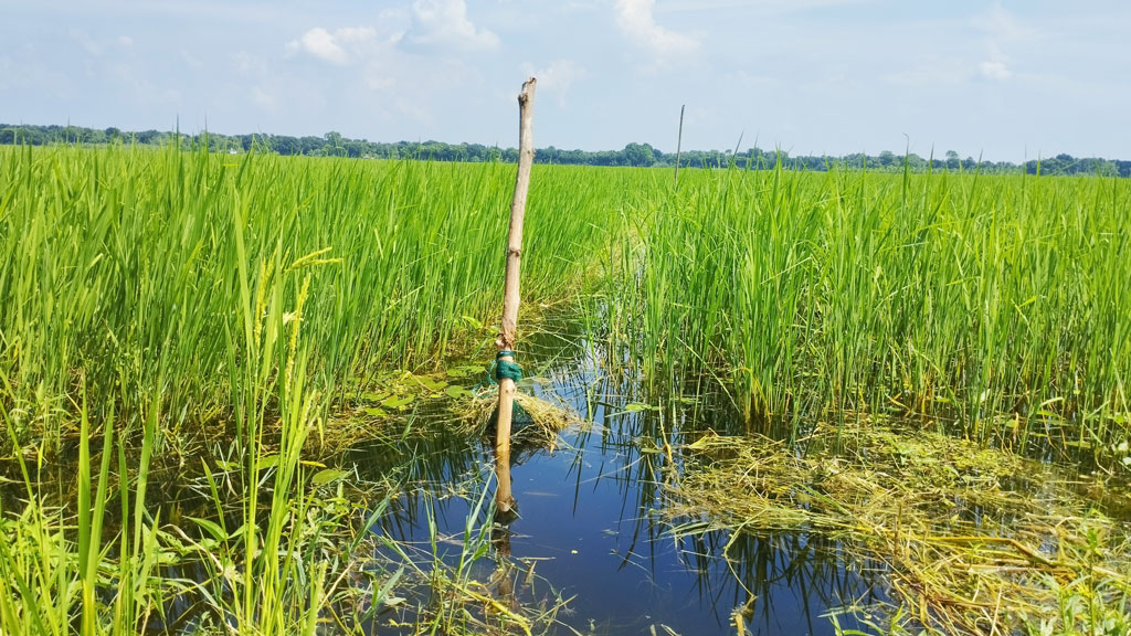 নিষিদ্ধ জালে বিলে অবাধে মাছ শিকার, নীরব প্রশাসন ও মৎস্য দপ্তর
