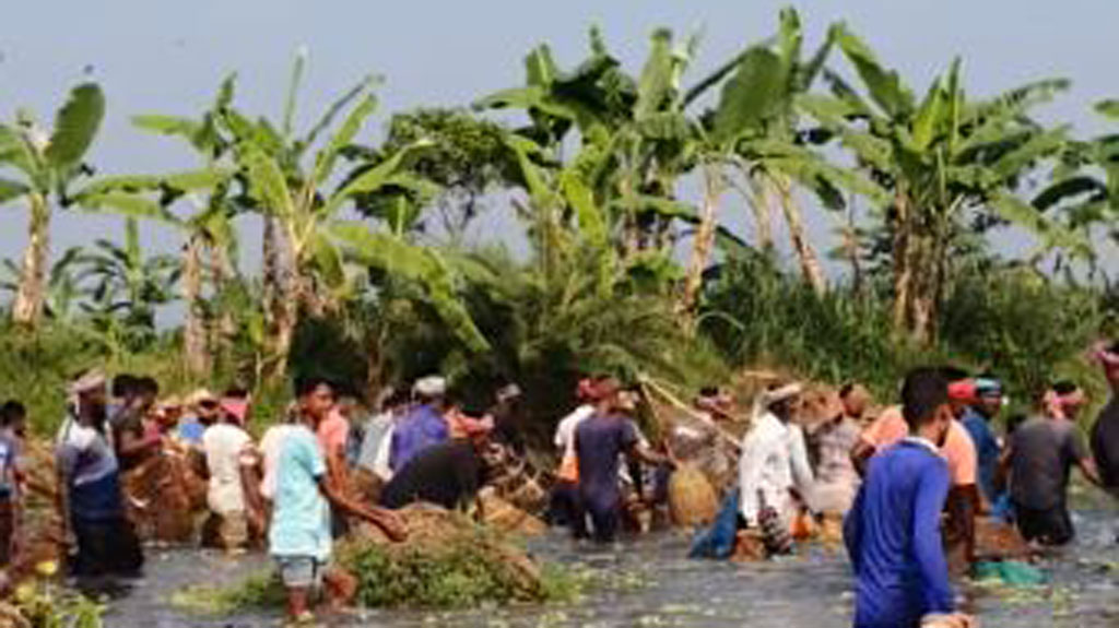পলো দিয়ে বিলে মাছ ধরার উৎসব