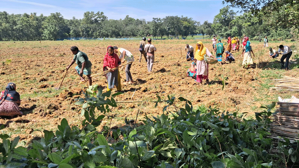 শ্রীপুরে ২০ একর জমি উদ্ধার বন বিভাগের, অর্ধেক জমিতে ১০ হাজার গাছের চারা রোপণ