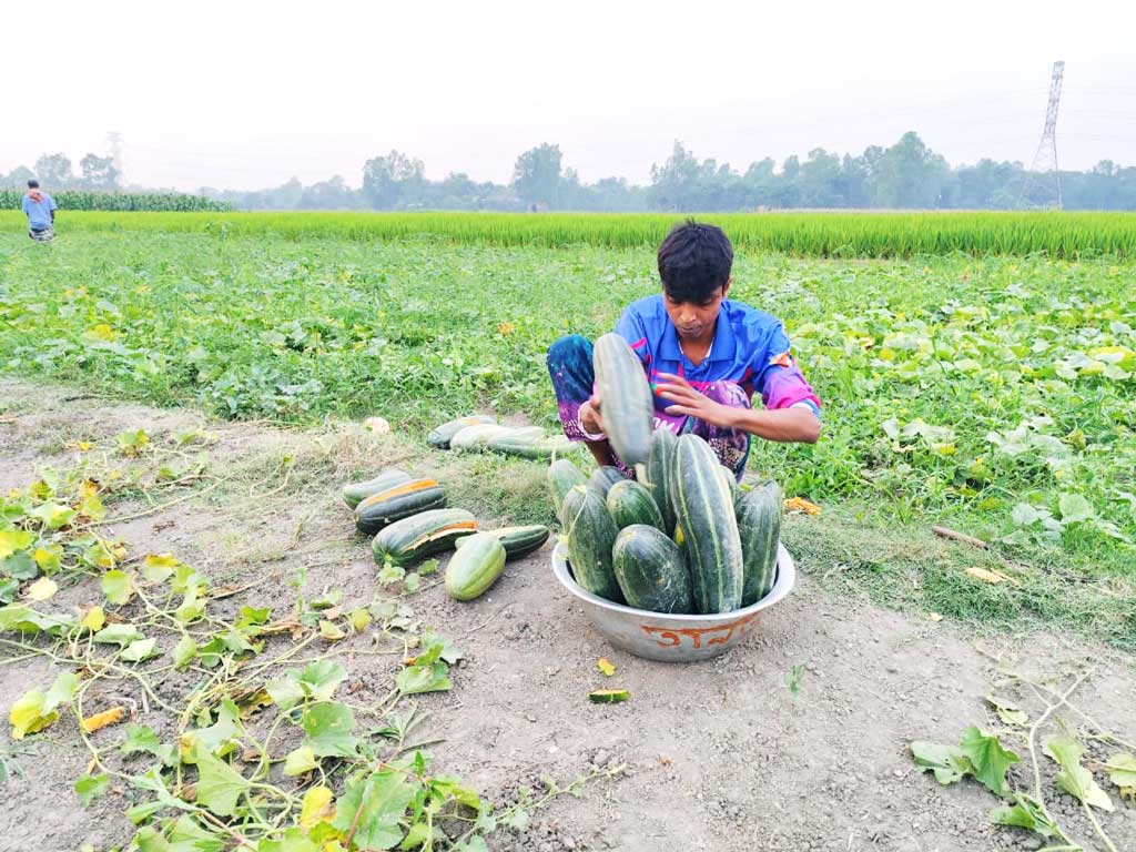 বাঙ্গির ঘ্রাণে বদলে গেছে শোলধারা: দুই শতাধিক কৃষকের মুখে হাসি
