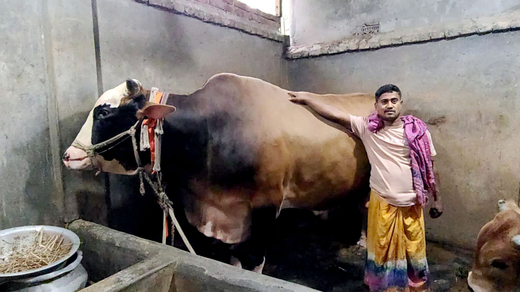 ৩৫ মণের বান্টিকে বিক্রি করে হজে যাবেন মতিন