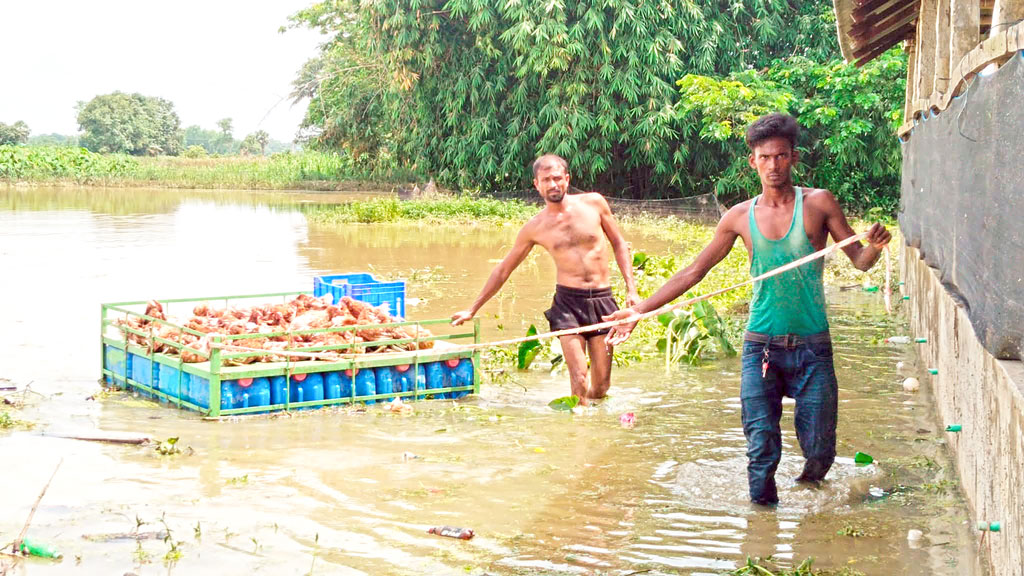 ফেনীতে বন্যা: কৃষি, মৎস্য ও প্রাণিসম্পদে ক্ষতি ১০ কোটি ছাড়িয়েছে
