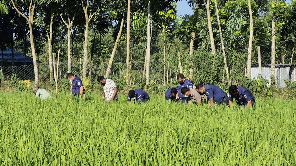 নিখোঁজের ৪ দিন পর ধানখেতে শিশুর মরদেহ, নেই মাথা ও হাত-পায়ের কিছু অংশ