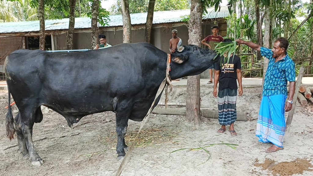পিরোজপুরে সবচেয়ে বড় কোরবানির গরু ’বীর বাহাদুর’, ওজন ২৫ মণ