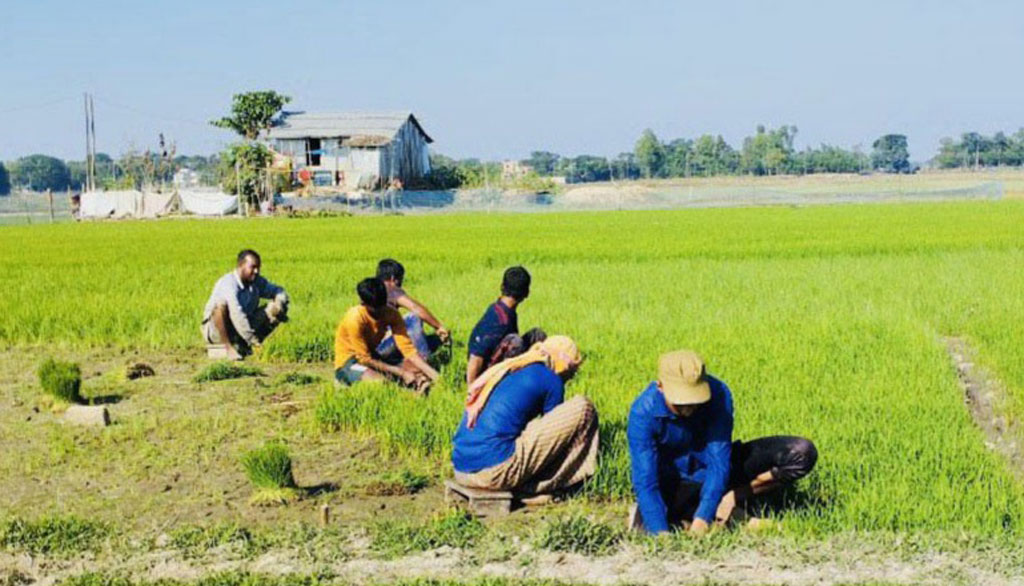 শীত উপেক্ষা করে হাওরে চলছে বোরো ধান রোপণ