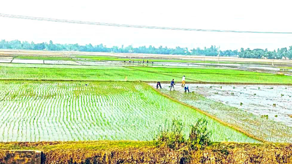 সার নিয়ে কারসাজি, বিপাকে কৃষকেরা