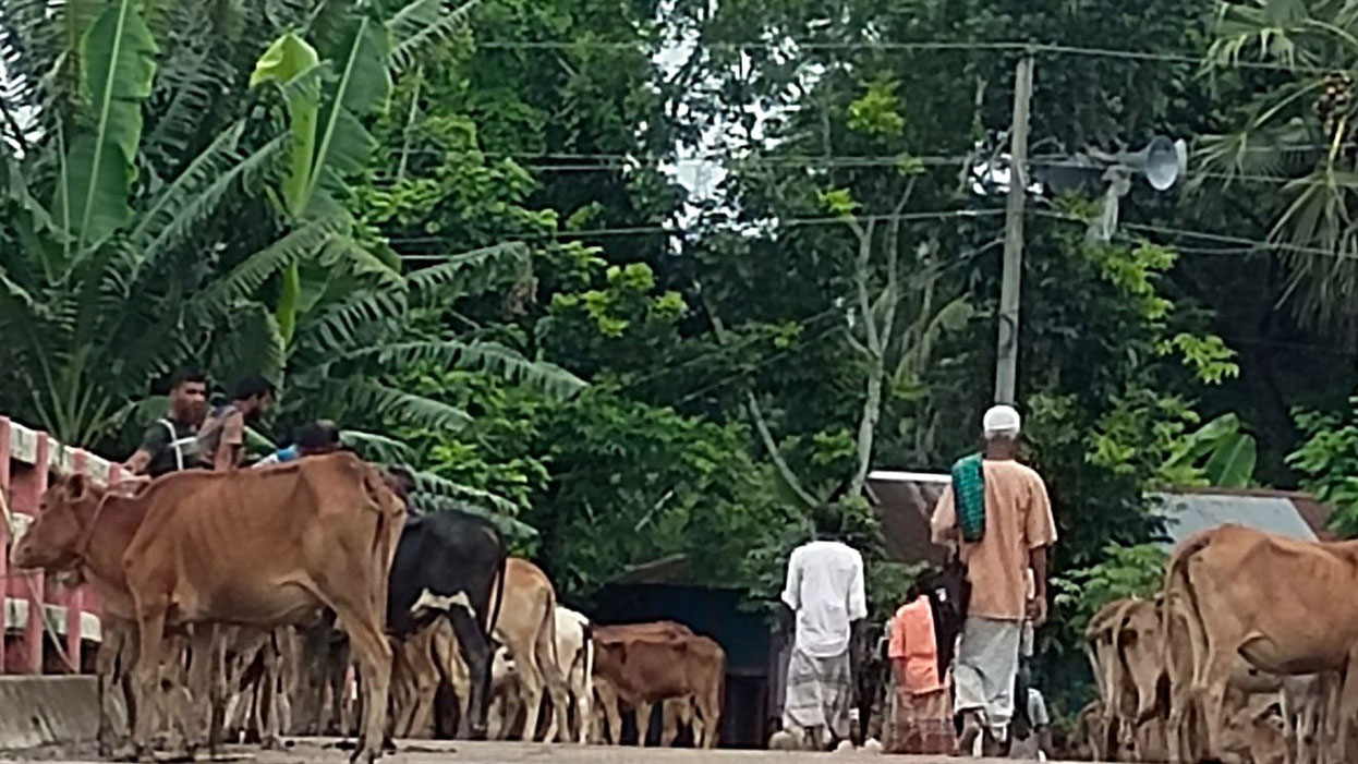 কচুপাত্রা হাটে অবৈধভাবে পশুর হাট বসিয়ে খাজনা আদায়ের অভিযোগ