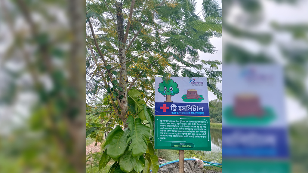 বরগুনায় ‘ট্রি হসপিটাল’: ভাগ্যবিড়ম্বিত গাছদের জন্য নিবাস
