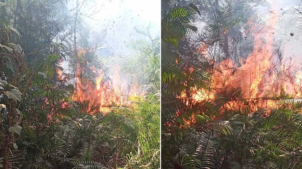 সিংড়া শালবনে আগুন, পুড়ে গেছে ৭ হেক্টর জমির বেতগাছ