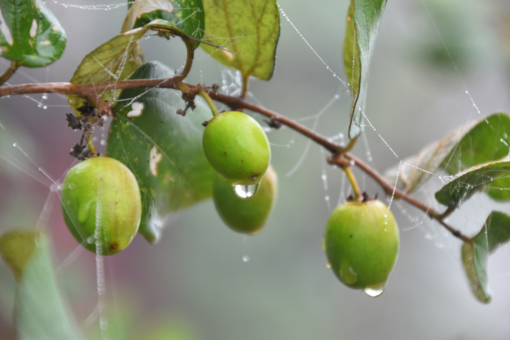 দিনের ছবি (১১ ডিসেম্বর ২০২৪)