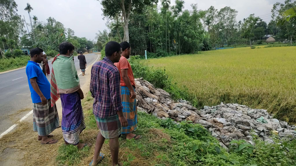 ধানখেতে মুরগির বর্জ্য, দুর্গন্ধে অতিষ্ঠ এলাকাবাসী
