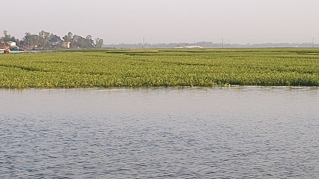 হাওরে বৃষ্টির পানিতে তলিয়ে গেছে ৫০০ একর জমির ফসল