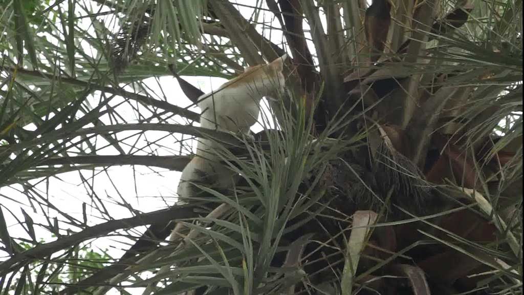 খেজুরগাছে ৪ ঘণ্টা ধরে আটকা বিড়াল, উদ্ধার করল ফায়ার সার্ভিস