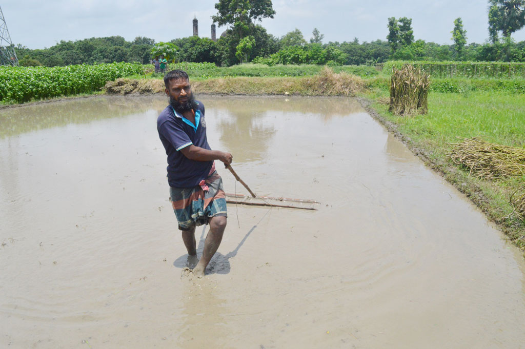 বরেন্দ্র অঞ্চলে ধানের চারা তৈরি করার জন্য জমিতে এক কৃষক মই দিচ্ছেন। ছবিটি পবা উপজেলার নওহাটা পৌরসভা এলাকার একটি জমি থেকে তোলা।  ছবি মিলন শেখ।