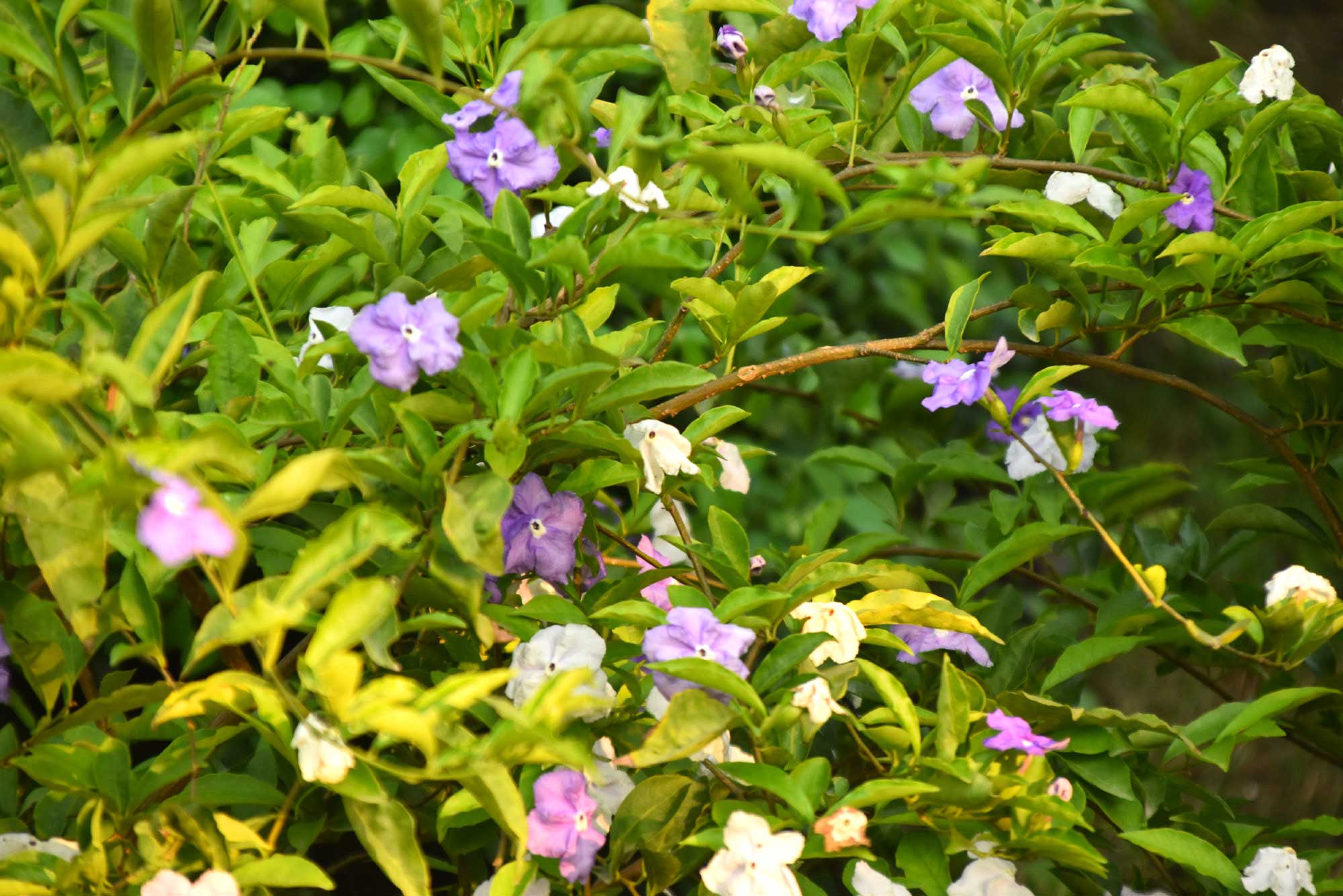 দিনের ছবি (১২ জুন, ২০২৫)