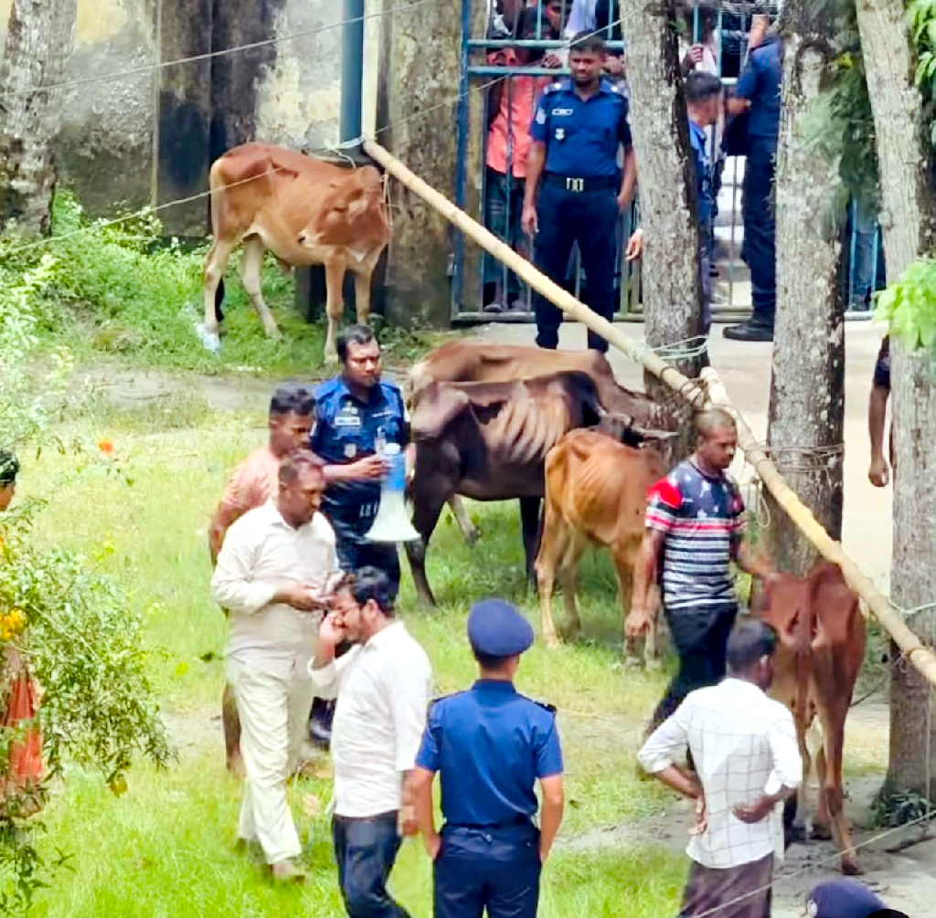 মেহেন্দীগঞ্জে উদ্ধার হওয়া ২৮টি বেওয়ারিশ গরু নিলামে বিক্রি