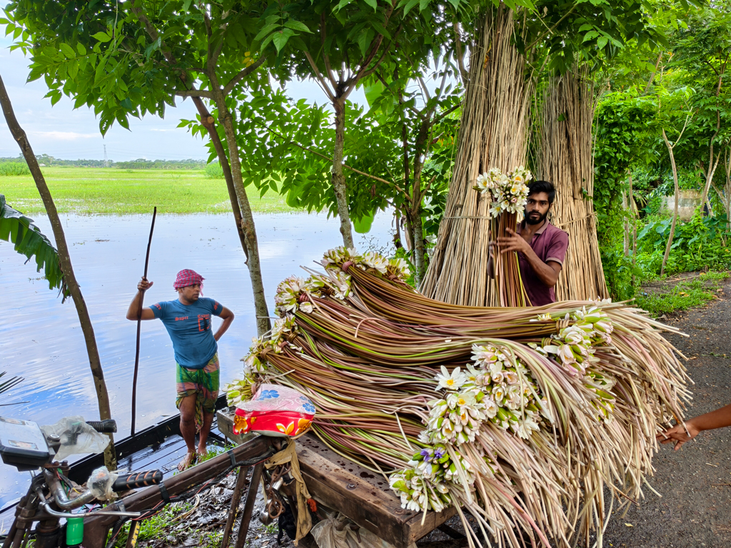 শাপলা বিক্রিই কর্মহীনদের আয়ের উৎস