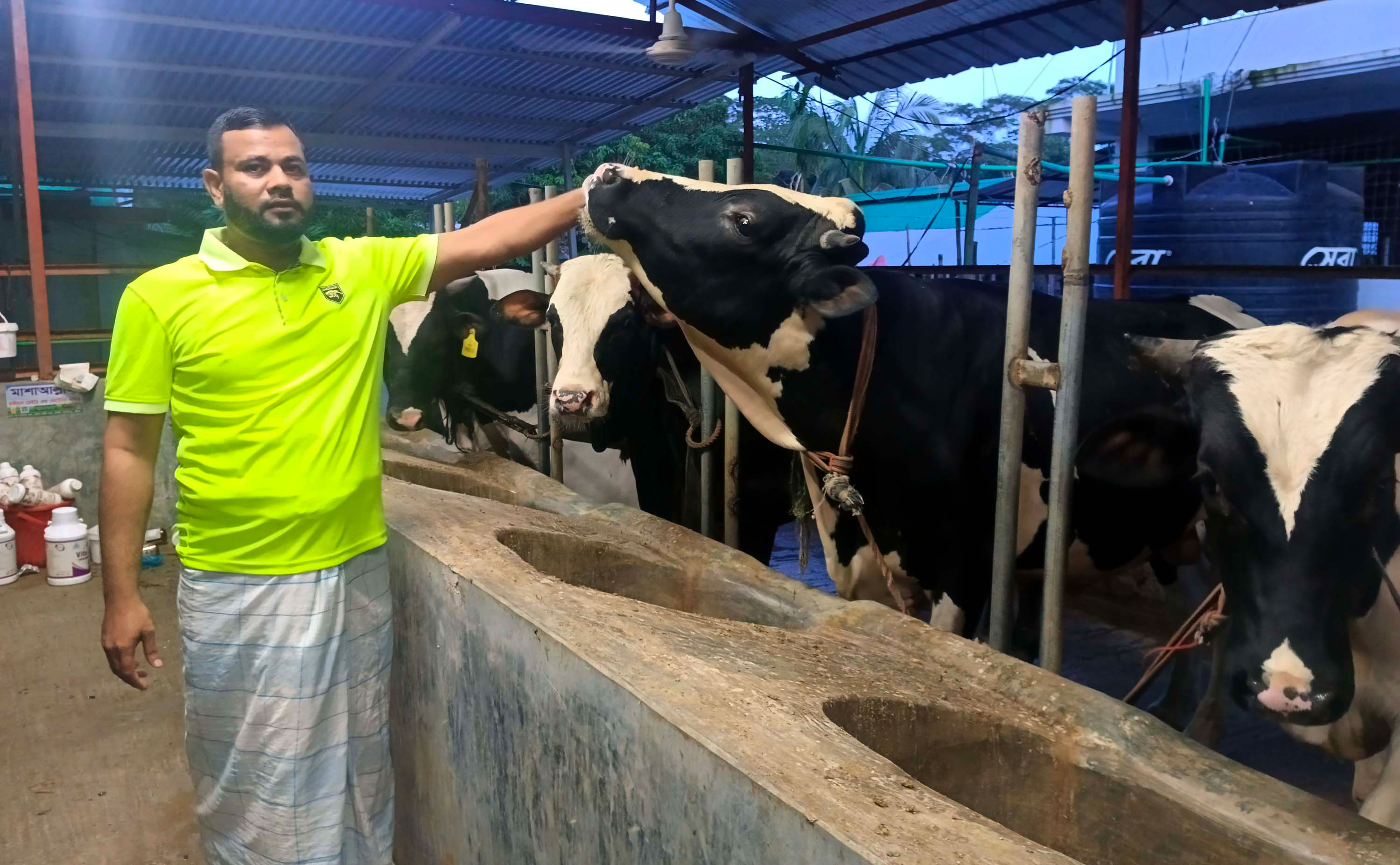 গরুর খামারে ভাগ্য বদল শামিমের