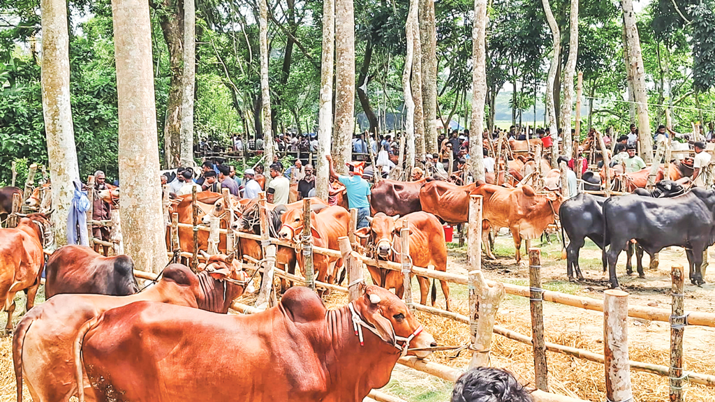 চট্টগ্রাম ও বরিশাল: পশুর দাম চড়া, জমেনি হাট