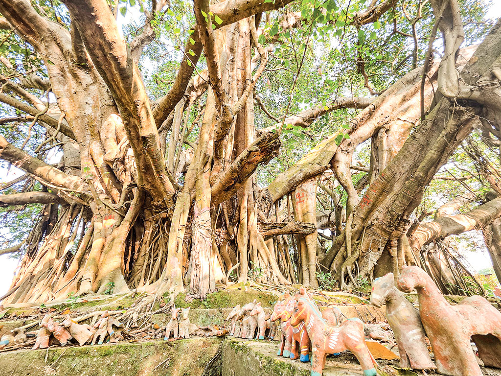 প্রাচীন, পবিত্র ও স্মারক বৃক্ষগুলো রক্ষা পাক