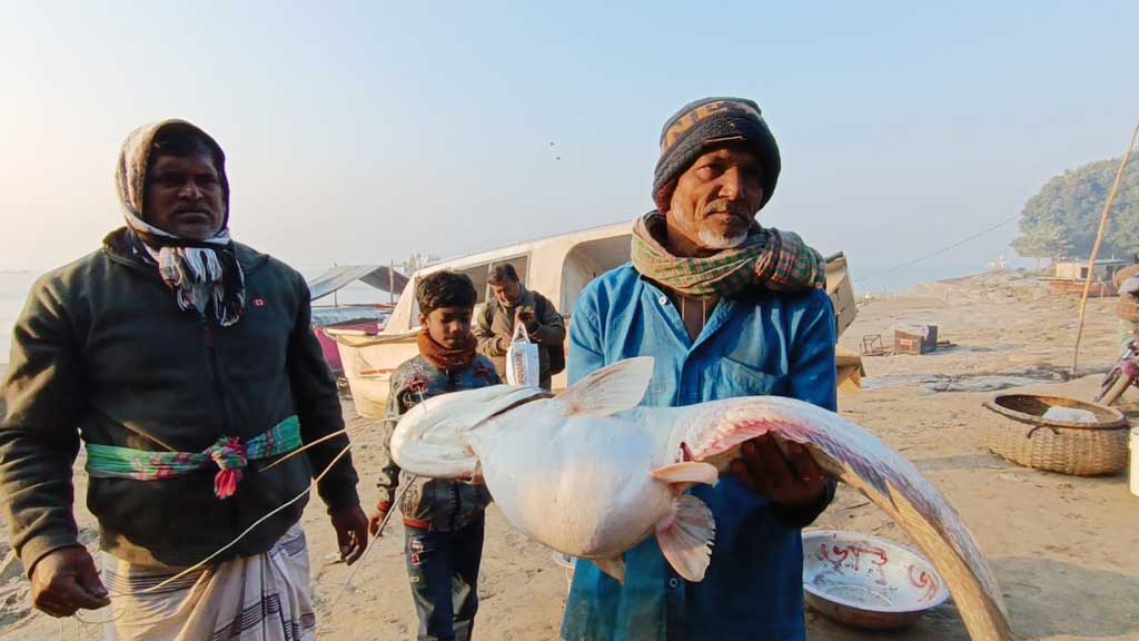 পদ্মায় ধরা পড়ল ১১ কেজির বোয়াল, ২০ হাজারে বিক্রি